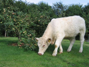 Charolais-kalv